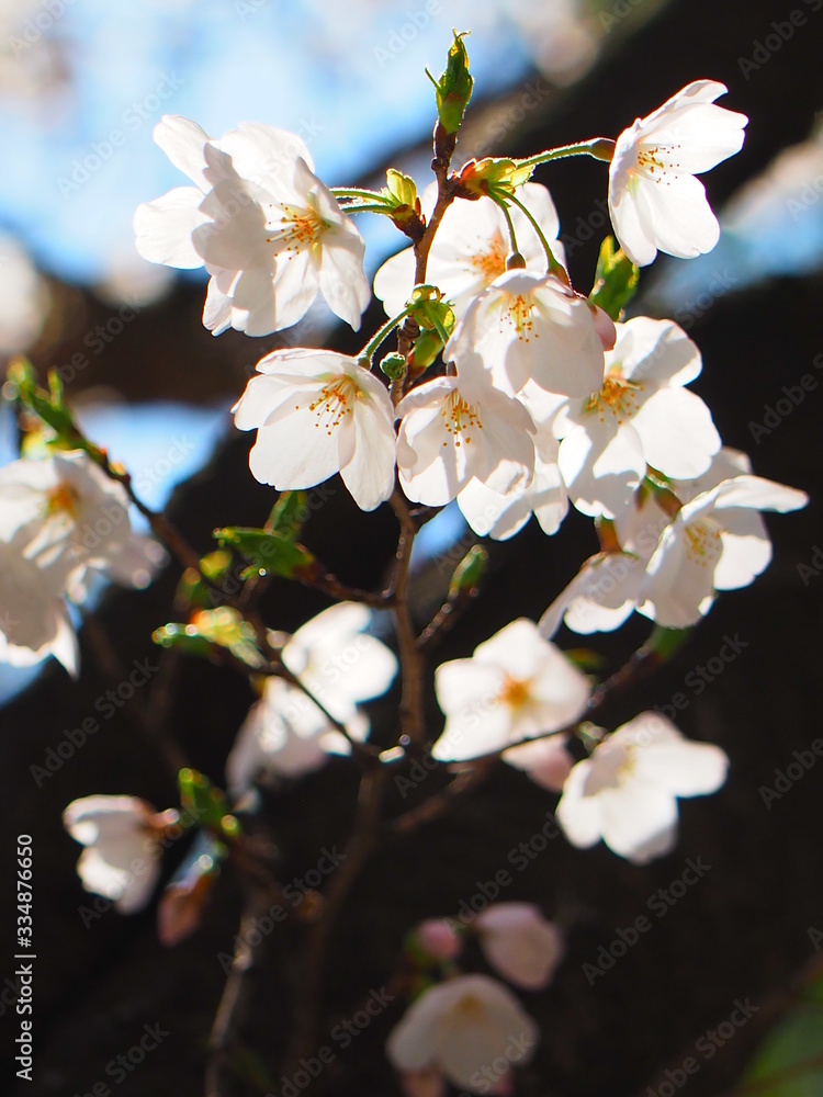 Fototapeta premium 桜