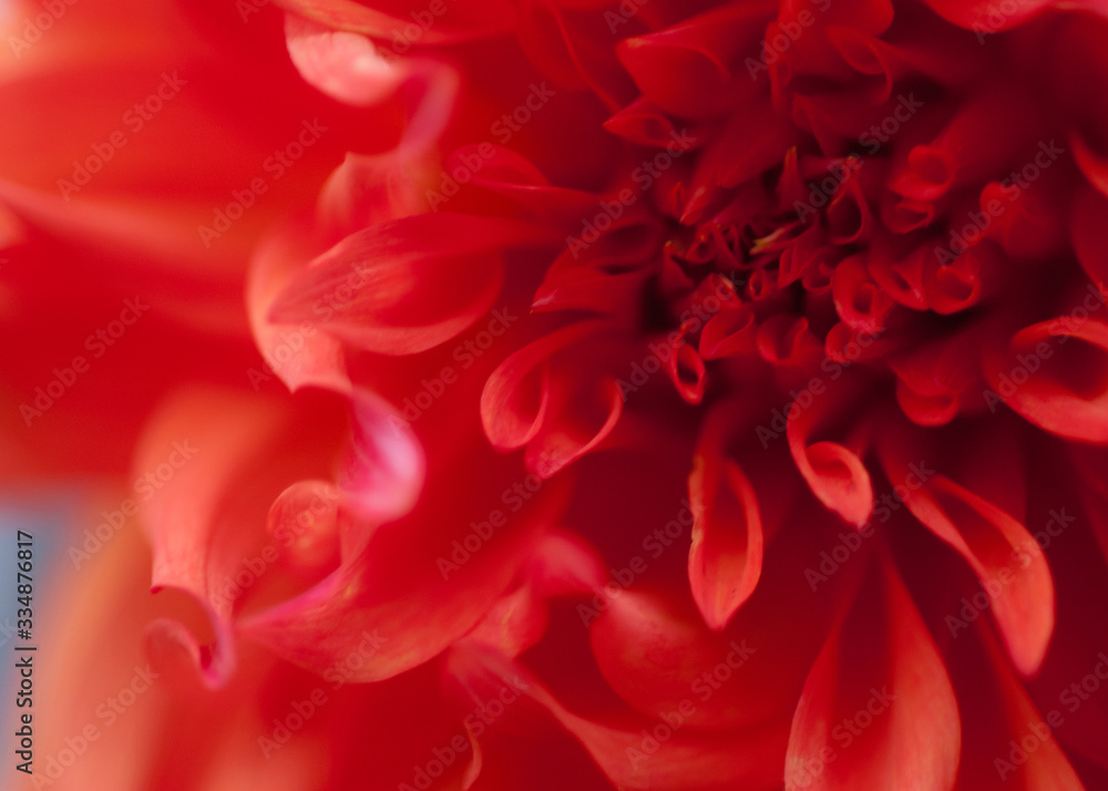 Fototapeta premium Dahlia 