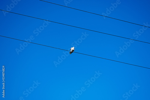 Pigeon rests on electric wires