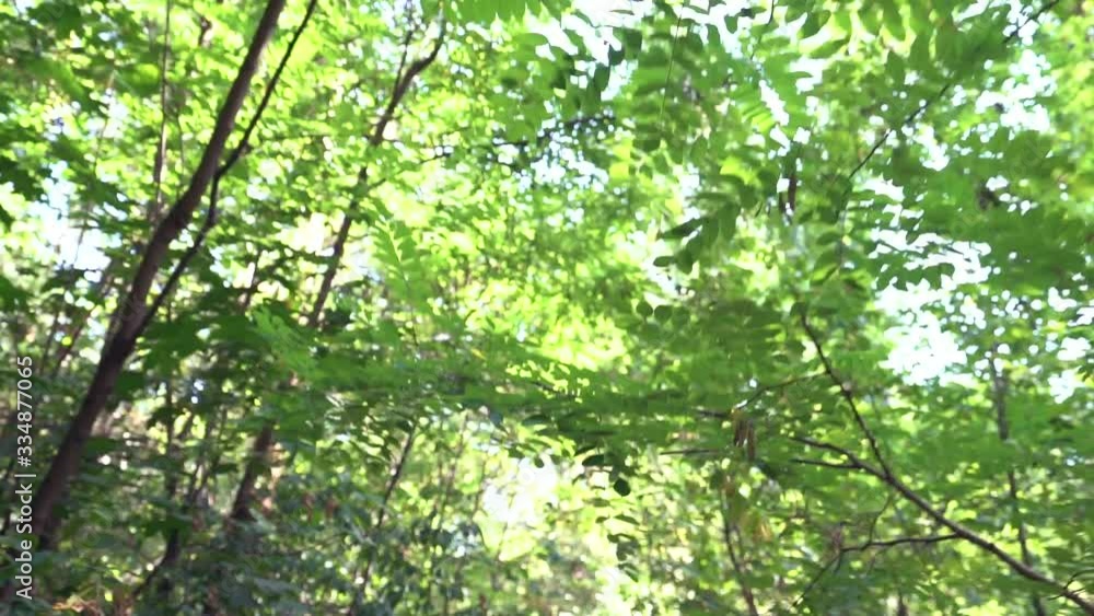 The girl training in the forest unrecognizable blonde woman runs in sportswear tracking camera movement slow motion The girl training in the forest unrecognizable blonde woman runs in sportswear tracking camera movement slow motion