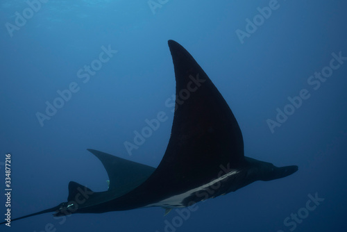 Black Manta Ray swimming