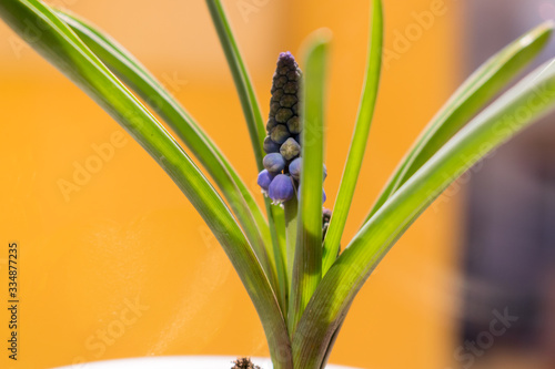 Muscari inflorescence on the windowsill