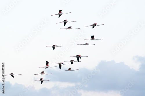 Flock of flamingos in flight