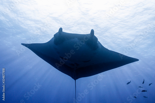 Oceanic Manta Ray Soaring © Richard