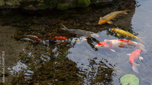 Koi fish in the pond