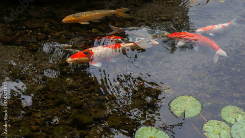 Koi fish in the pond
