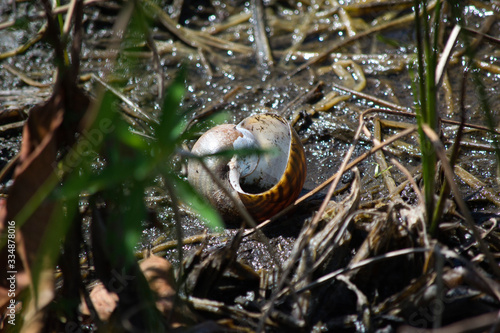 Snail at Grassy Waters © Patricia