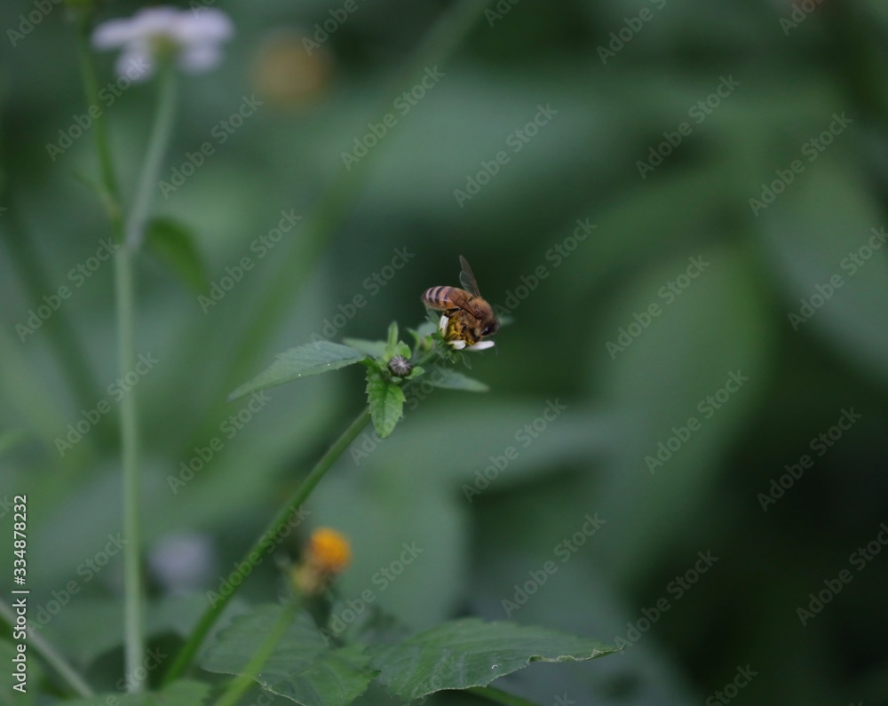 Bee hovering over an orange and white flower trying to get pollen with a nice green background Bee hovering over an orange and white flower trying to get pollen with a nice green background