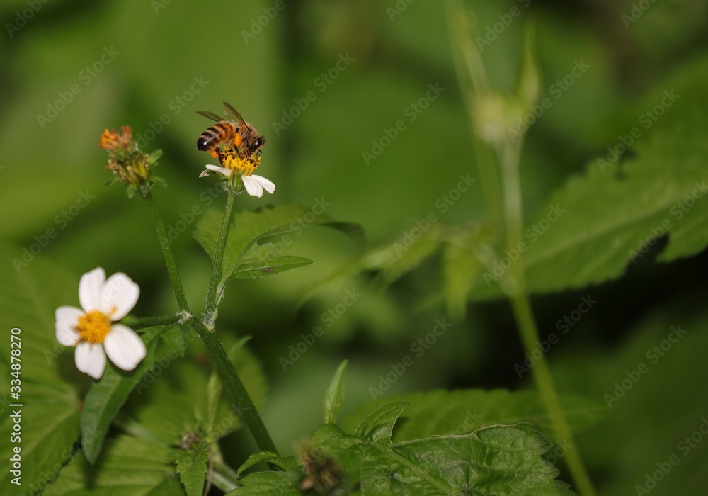 Bee hovering over an orange and white flower trying to get pollen with a nice green background Bee hovering over an orange and white flower trying to get pollen with a nice green background