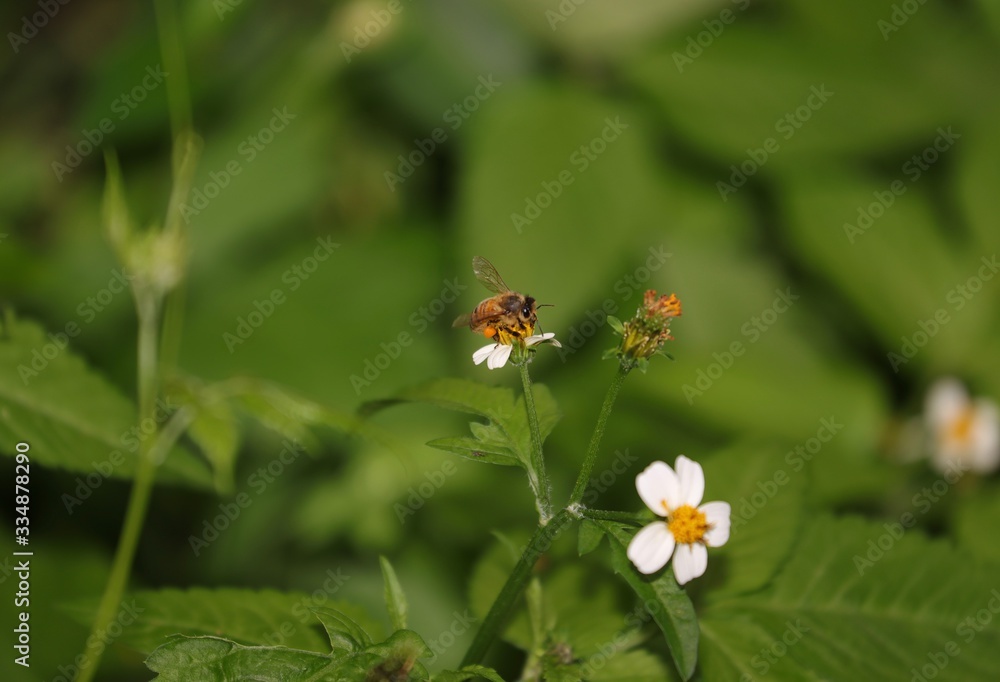 Obraz premium Bee hovering over an orange and white flower trying to get pollen with a nice green background