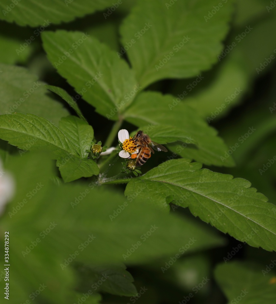 Bee hovering over an orange and white flower trying to get pollen with a nice green background Bee hovering over an orange and white flower trying to get pollen with a nice green background