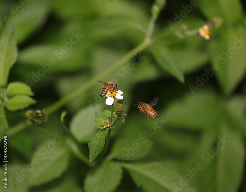 Bee hovering over an orange and white flower trying to get pollen with a nice green background