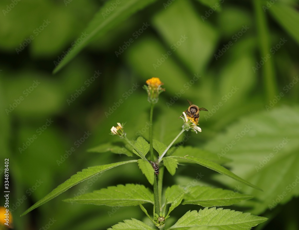 Bee hovering over an orange and white flower trying to get pollen with a nice green background Bee hovering over an orange and white flower trying to get pollen with a nice green background
