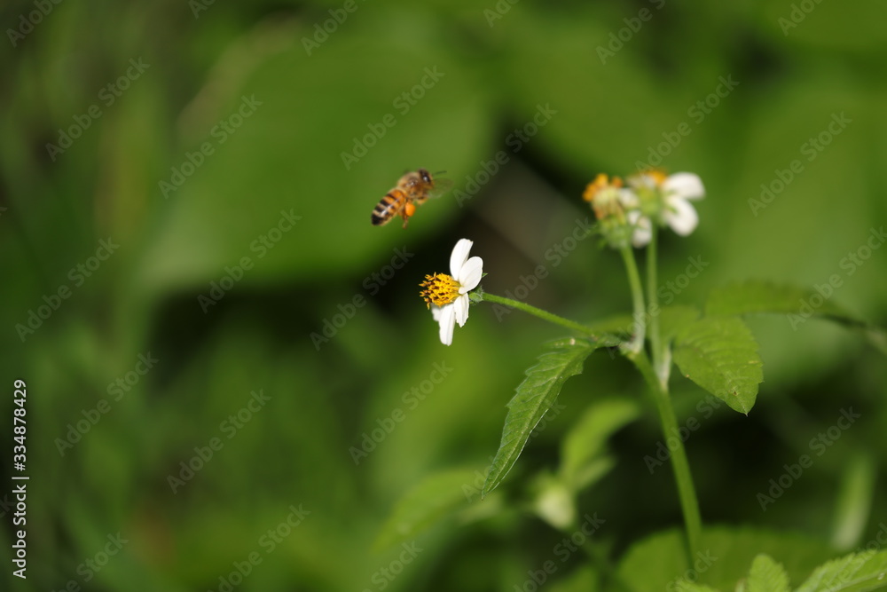 Bee hovering over an orange and white flower trying to get pollen with a nice green background Bee hovering over an orange and white flower trying to get pollen with a nice green background
