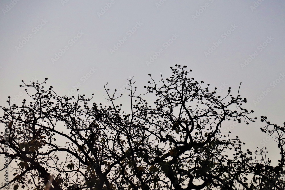 Fototapeta premium black trees with sky at evening ambiance.