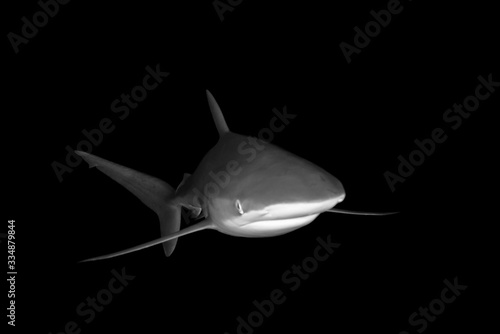 Wallpaper Mural Black and White picture of Silky Shark swimming at night Torontodigital.ca