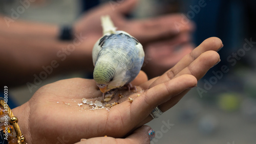 feeding the bird in hands