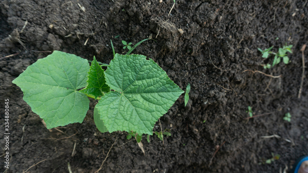 Watermelon shoots, one of the agricultural crops with good business value Watermelon shoots, one of the agricultural crops with good business value