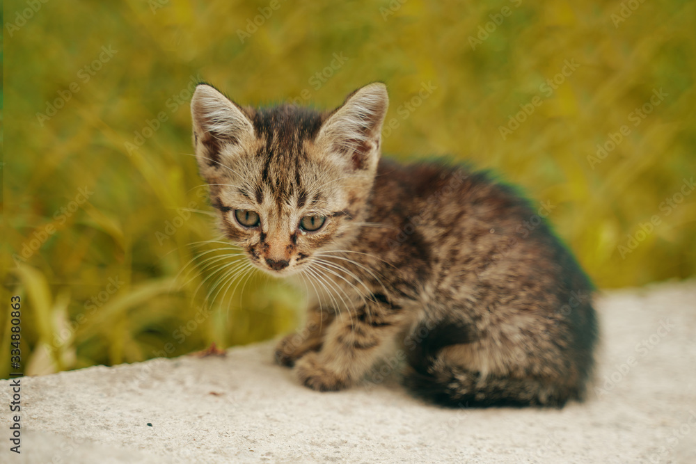 Fototapeta premium The stray kitten. The tabby is alone on the street, hungry and lonely.