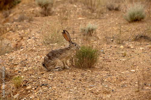 Page, Arizona / USA - August 05, 2015: A Rabbit near lake Powell, Page, Arizona, USA