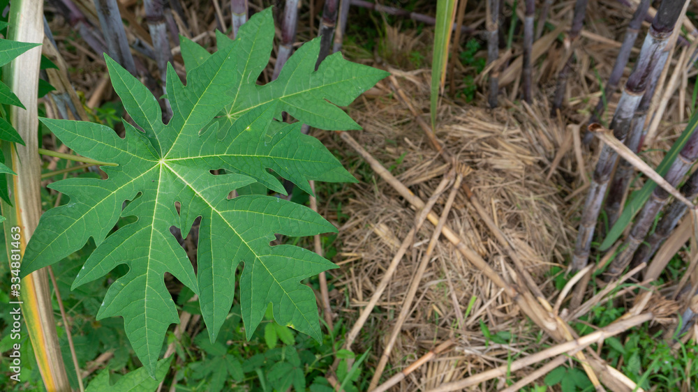Natural shape most creative of papaya leaf. Papaya leaves are various kinds of herbal medicine, especially decreased immune system Natural shape most creative of papaya leaf. Papaya leaves are various kinds of herbal medicine, especially decreased immune system