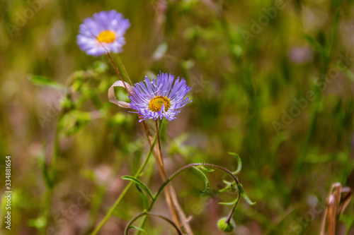 The desert flower Hoary Tansy Aster found in the Zion National Park