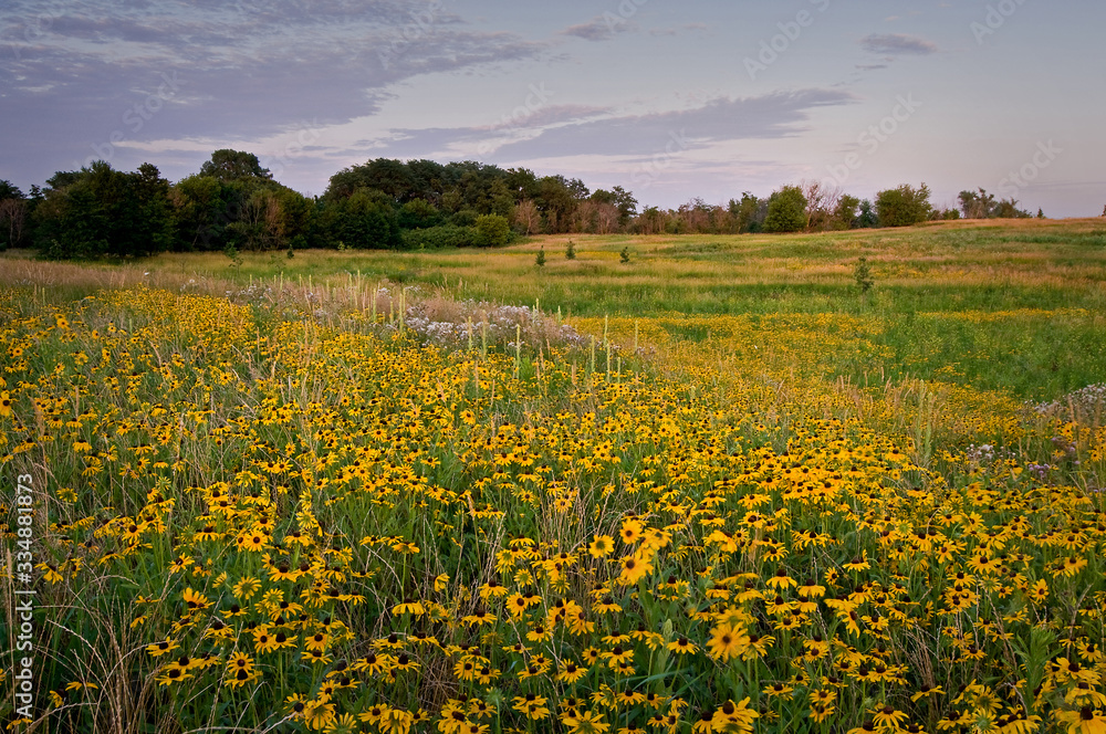 Sunset over native wildflowers blooming in the summer prairie.
