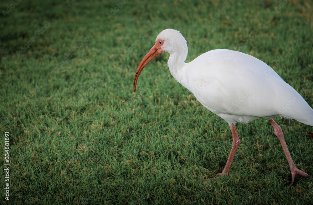 Obraz premium North America White Ibis