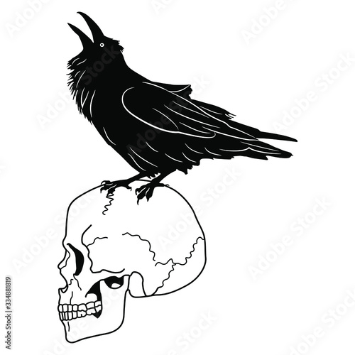 Isolated vector illustration. Raven cawing on human skull. Black and white silhouette.