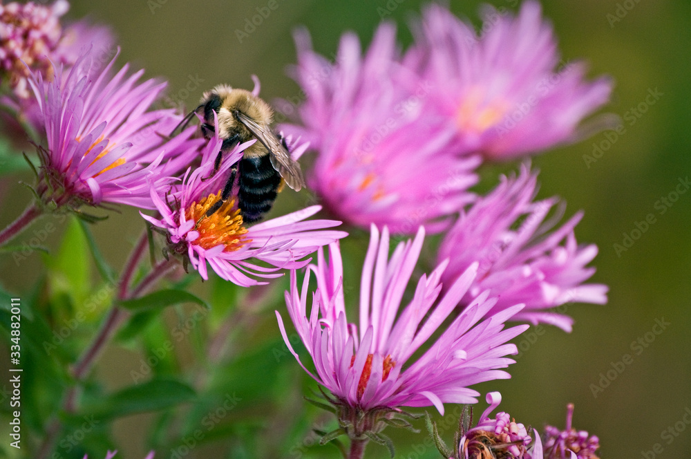 A bumblebee pollinates the blooms of wild asters on a Midwest prairie on a summer day. A bumblebee pollinates the blooms of wild asters on a Midwest prairie on a summer day.