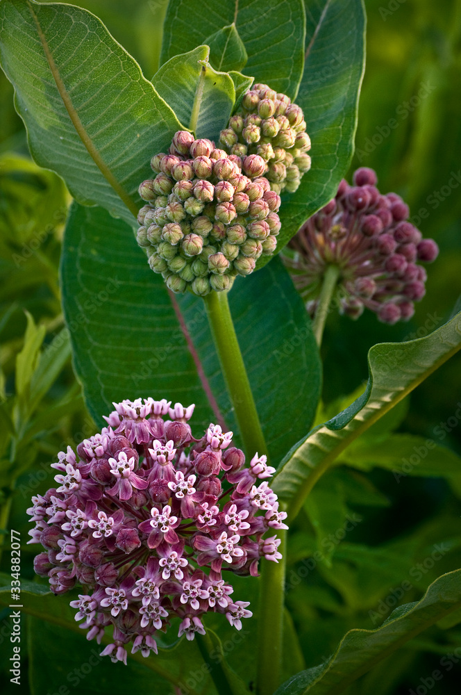 Close up image of common milkweed in bloom on the summer prairie. Close up image of common milkweed in bloom on the summer prairie.