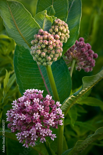 Fotografi Close up image of common milkweed in bloom on the summer prairie.