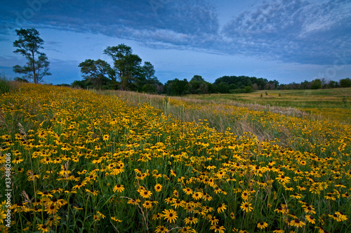 Black-eyed susan native wildflowers blooming en masse on a midwest summer prairie.