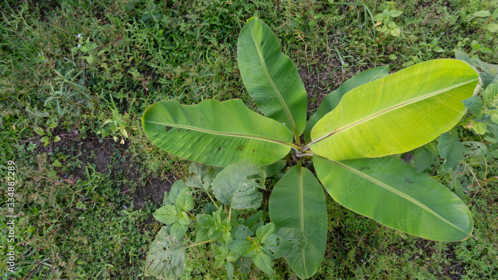 Banana leaves are green, the picture is taken from the top view. Young