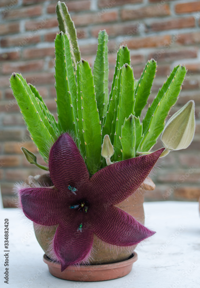 Stapelia grandiflora succulent plant with purple flower and flies. Stock  Photo | Adobe Stock