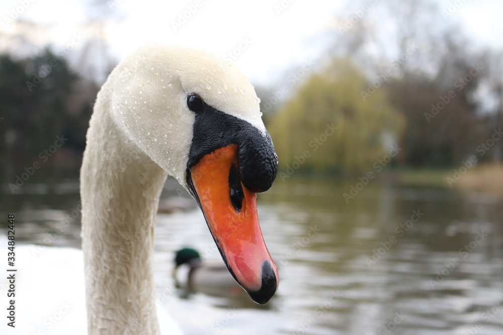 Obraz premium Cisne Blanco