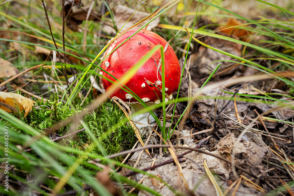 mushroom аmanita red in green grass with dry leaves close-up mushroom аmanita red in green grass with dry leaves close-up