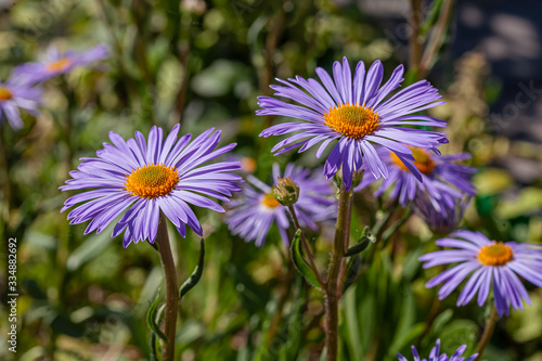 purple asters on a background of green grass close-up