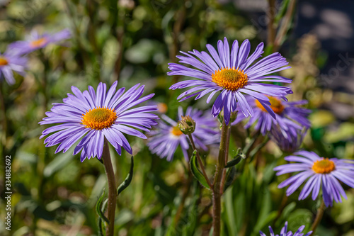 purple asters on a background of green grass close-up © lavrva