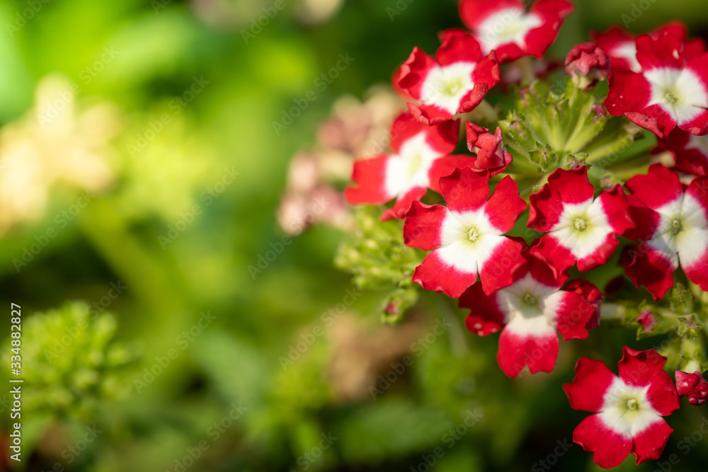 Fototapeta premium The background image of the colorful flowers