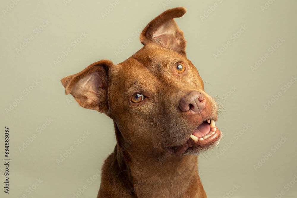 Happy Smiling Dog Head Tilting Portrait