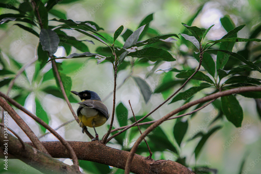 Fototapeta premium Bird in a tree