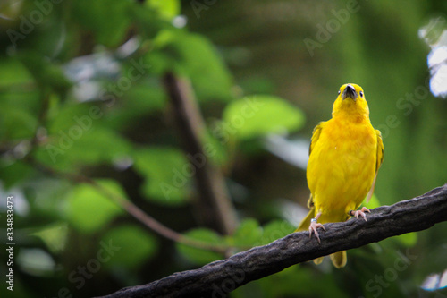 Yellow bird on a branch © LifeGemz