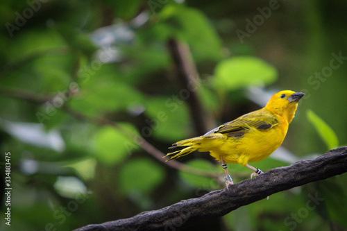 Yellow bird in the Forest 