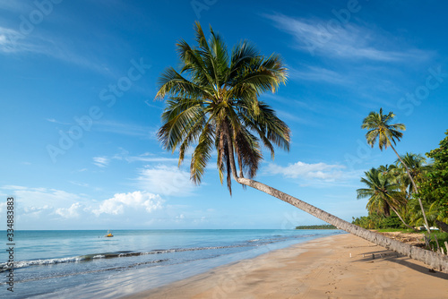 Coconut trees on the peaceful and beautiful beach of Japaratinga  Maragogi  Alagoas  Brazil on April 6  2019