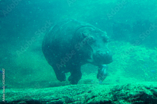 Papier peint hippopotamus / hippo in the water