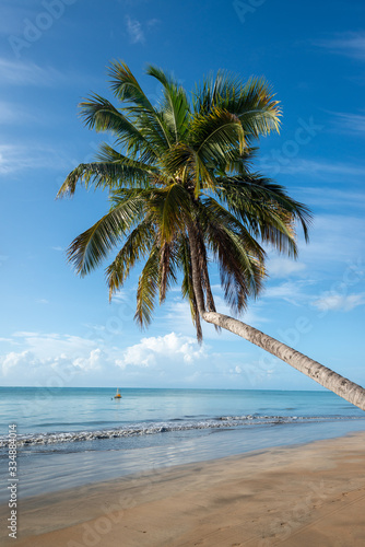 Fototapeta Naklejka Na Ścianę i Meble -  Coconut trees on the peaceful and beautiful beach of Japaratinga, Maragogi, Alagoas, Brazil on April 6, 2019