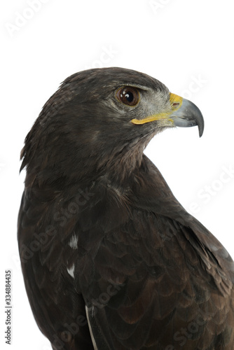 Profile of  an eagle