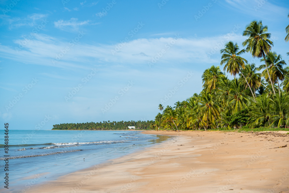 Coconut trees on the peaceful and beautiful beach of Japaratinga, Maragogi, Alagoas, Brazil on April 6, 2019