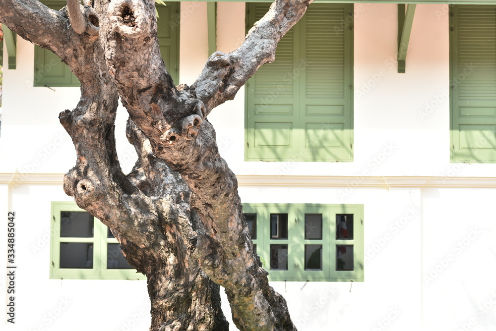 Ancient style houses and old Plumeria trees Ancient style houses and old Plumeria trees